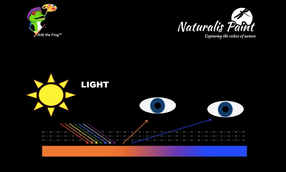 Diagram illustrating light dispersion and perception. It shows light from the sun breaking into colors and entering the eyes. Text reads "Arti the Frog" and "Naturalis Paint - Capturing the color of nature.